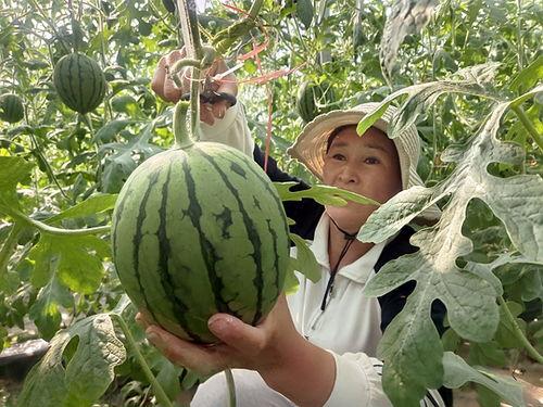 在瓜田里吃瓜千金爆料了,揭秘娱乐圈不为人知的秘密